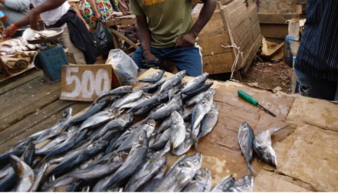 Marché » Congelcam règne en maître absolu dans la filière poisson au Cameroun
