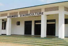 Cameroun/ Chambre d’Agriculture : Le cimetière des fils de la régionale de l’Est