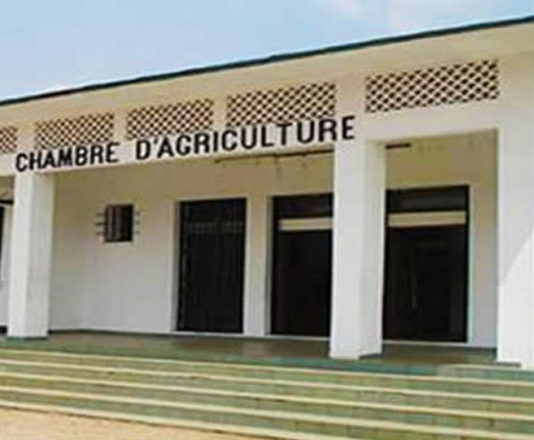 Cameroun/ Chambre d’Agriculture : Le cimetière des fils de la régionale de l’Est