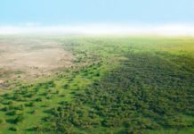 Grande Muraille Verte : 14 milliards de dollars mobilisés pour restaurer 100 millions d’hectares dans le Sahel…