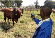 E-Livestock Global a procédé au lancement de la solution Mastercard basée sur la blockchain en vue d’accroître la visibilité de l’industrie bovine au Zimbabwe