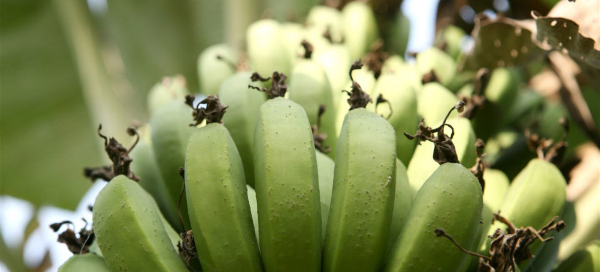 La banane, source essentielle de nourriture, de revenus pour les ménages et de recettes au niveau des exportations.