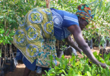 Afrique : le traité de libre-échange peut favoriser le commerce durable de la biodiversité africaine (CNUCED)