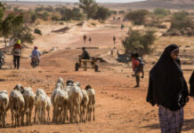 Choléra : l’épidémie fait plus de 3.300 morts au Nigéria et 156 décès au Niger