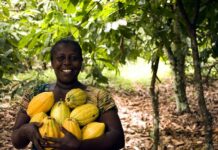 A qui profite la culture du cacao ? Regard du président de l’Ajad Thierry Djoussi sur ces réalités qui choquent