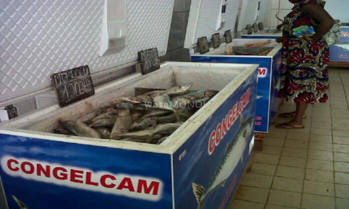 Distribution du poisson au Cameroun : Congelcam apporte des démentis et fait des éclairages