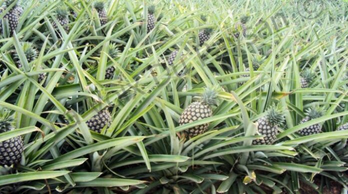 Transformation agroalimentaire : L’expertise hollandaise au profit de la Chambre d’Agriculture du Cameroun