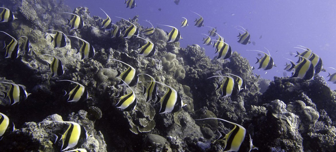 Des poissons et des coraux à Tonga.