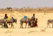 Corne de l’Afrique : la FAO lance un appel de 172 millions de dollars pour aider à éviter la famine