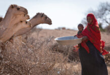 La Corne de l’Afrique vers une cinquième année de sécheresse consécutive, la pire en quarante ans (OMM)