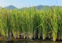 Le riz pérenne comporte des gènes de riz sauvage africain et réduit de moitié le coût de production
