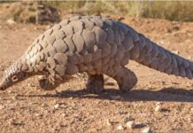 Préservation de la faune au Cameroun : Camrail, l’Ong Wildaid et JCDecaux sensibilisent le public