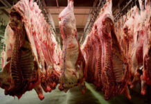 Cameroun : Le Gouvernement poursuit la maturation des projets de construction des abattoirs industriels à Douala, Bamenda et Yaoundé