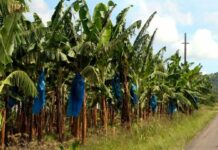 Filière Banane : les exportations sont en hausse de plus de 25% au Cameroun, en janvier 2024