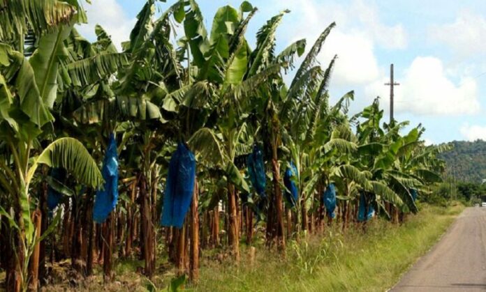 Filière Banane : les exportations sont en hausse de plus de 25% au Cameroun, en janvier 2024