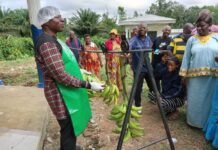 Banane plantain et employabilité des jeunes au Cameroun – 25 jeunes de la Région de l’Est se lancent dans l’entrepreneuriat agricole