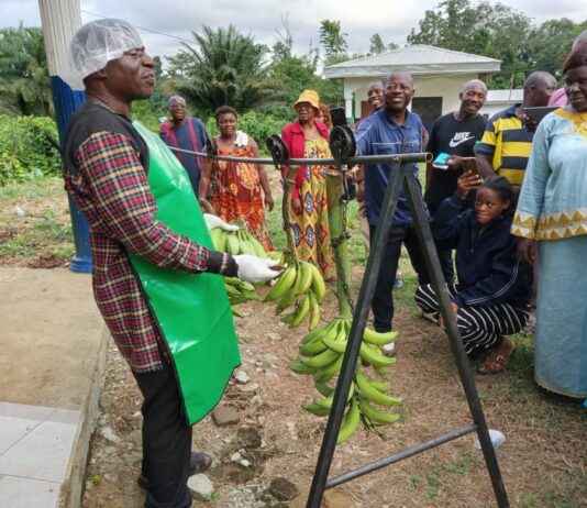 Banane plantain et employabilité des jeunes au Cameroun – 25 jeunes de la Région de l’Est se lancent dans l’entrepreneuriat agricole
