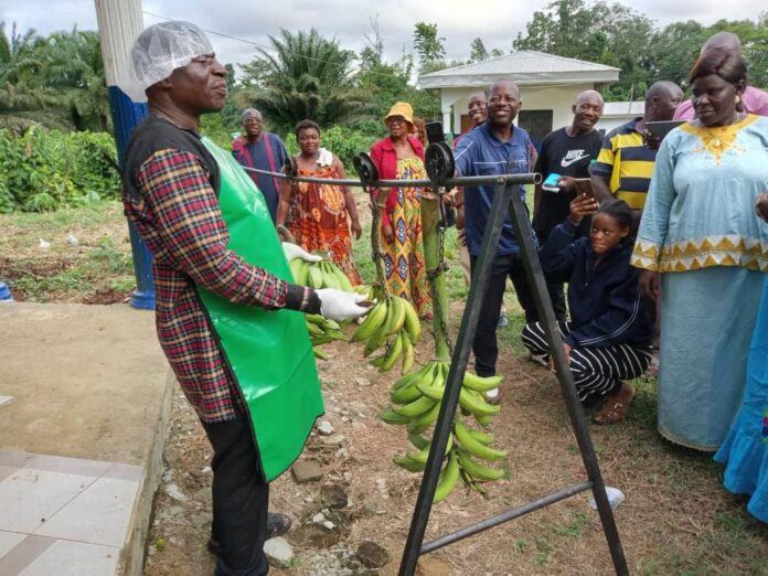 Banane plantain et employabilité des jeunes au Cameroun – 25 jeunes de la Région de l’Est se lancent dans l’entrepreneuriat agricole
